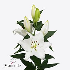 Lilium or white passion