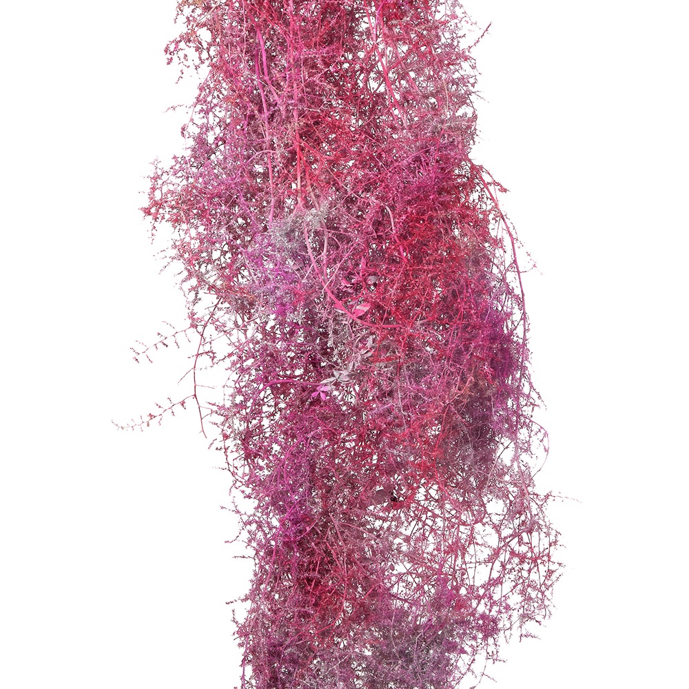 Листья Аспарагус сельватик краш. красный заснеженный