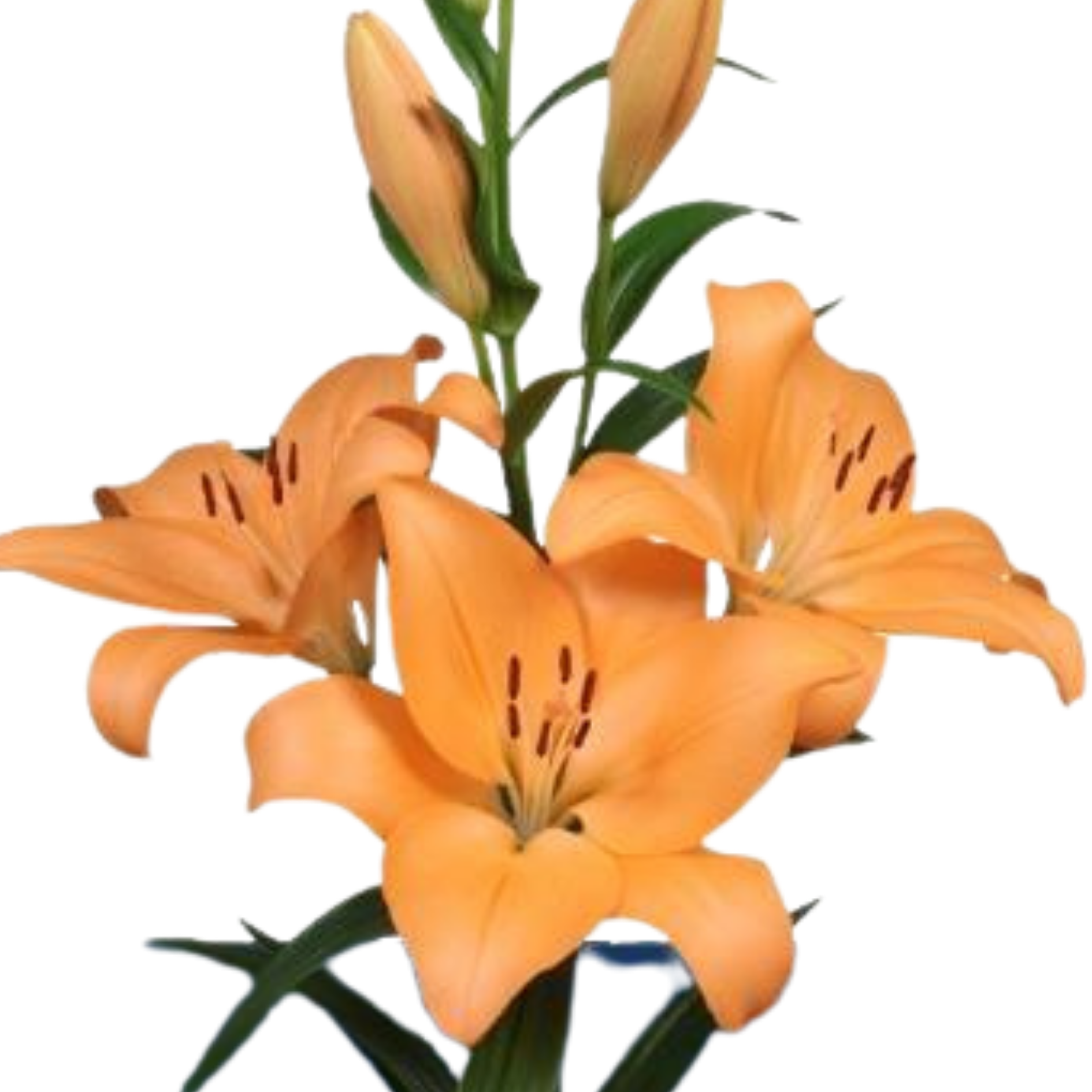 Lilium la menton