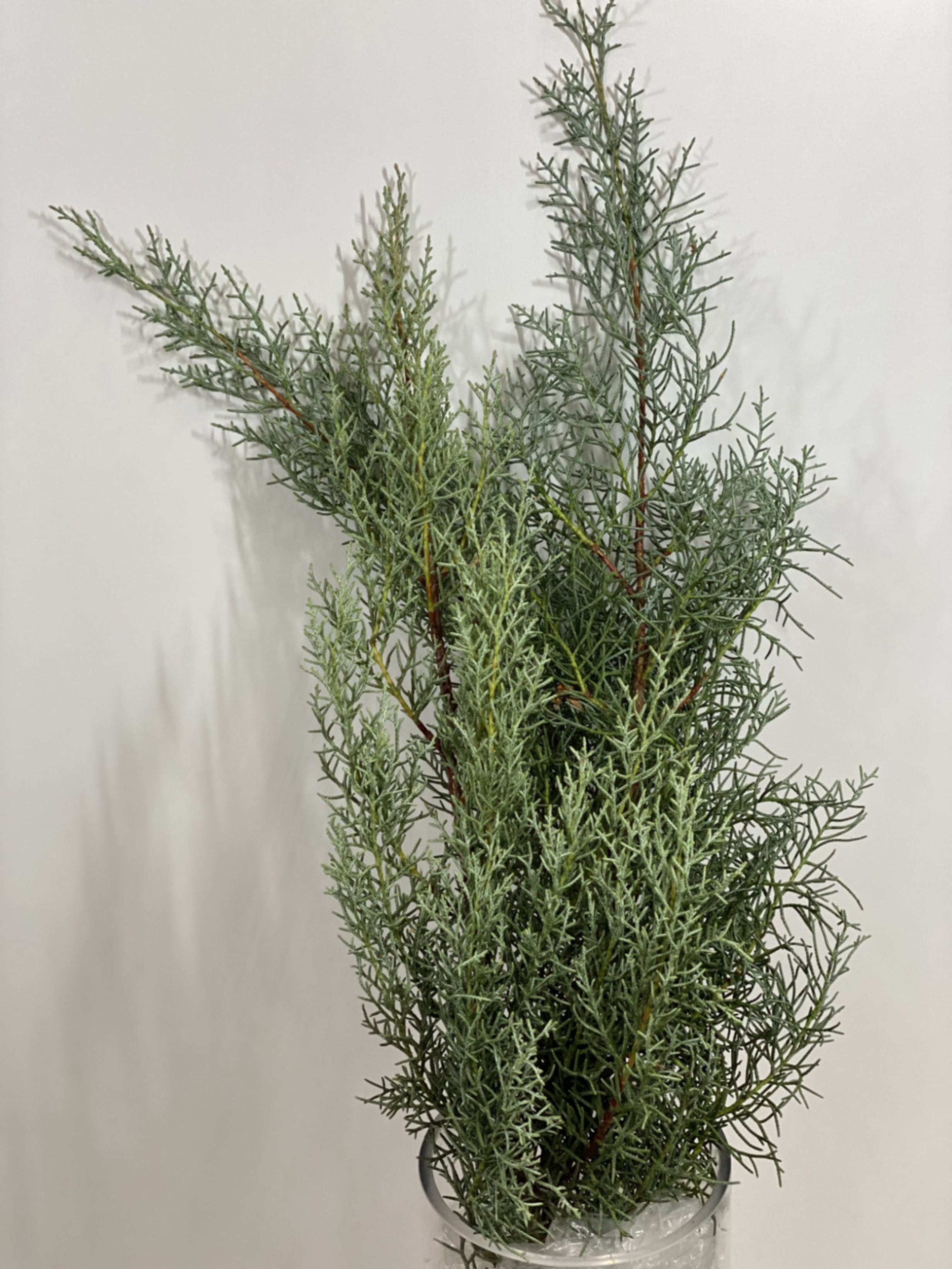 Branch Thuja blue ice