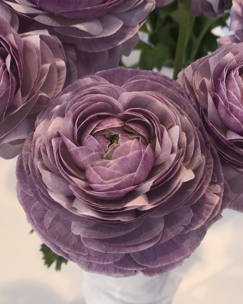 Ranunculus elegance malva