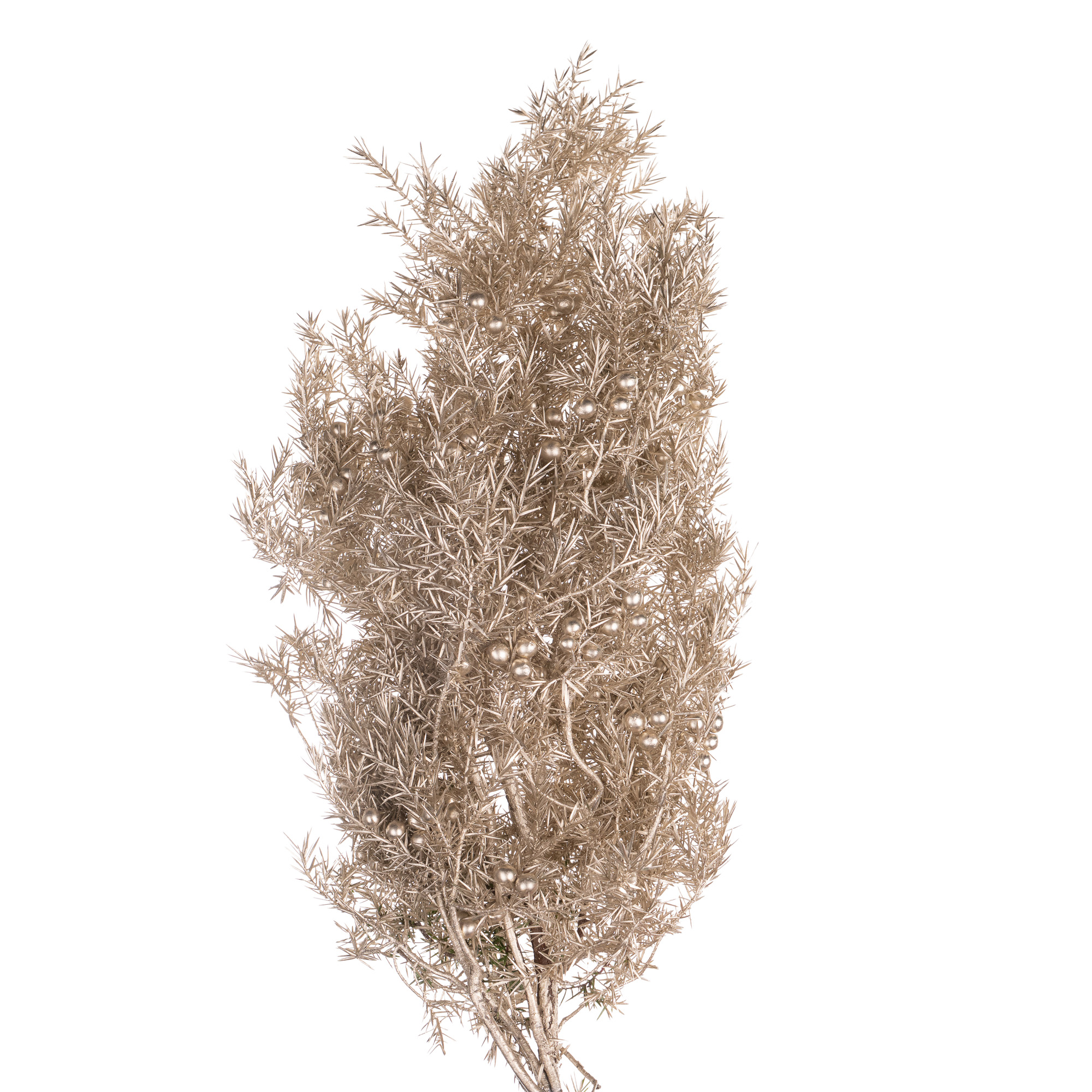 Можжевельник краш. берри платиновый в Москве