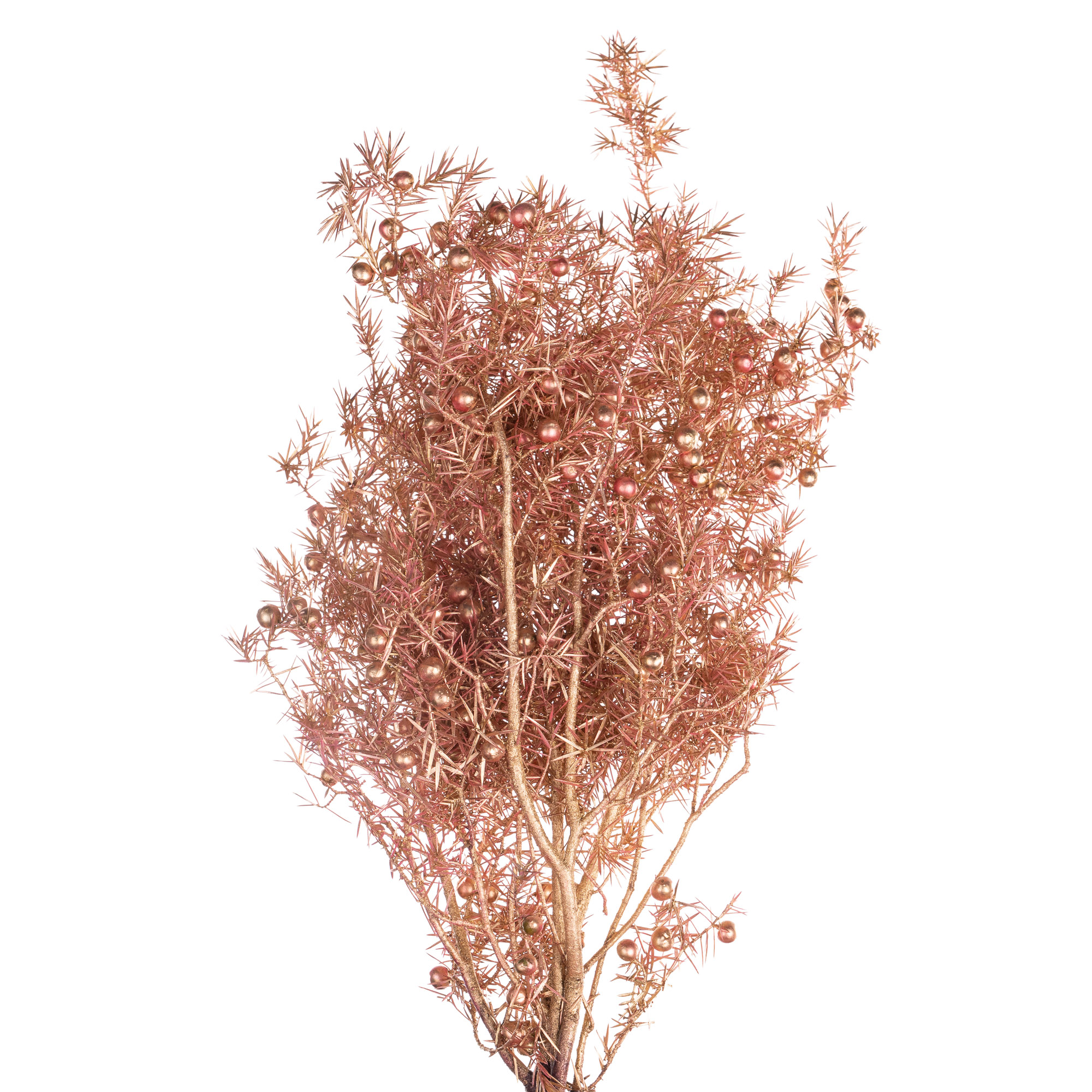 Можжевельник краш. берри жемчужный в Москве