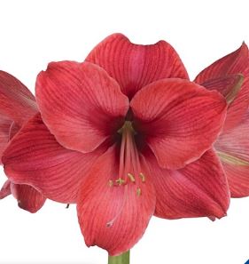 Амариллис кассис в Москве