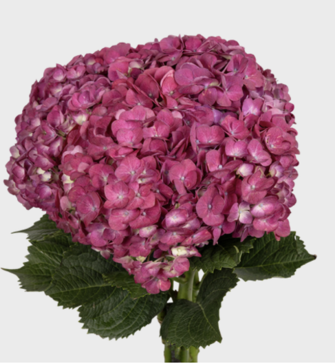 Hydrangea premium raspberry