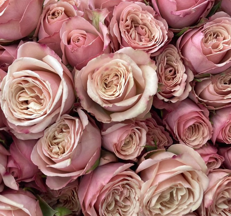 Роза куст дестини