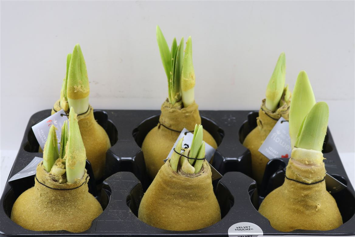 Декор луковица гиппеаструм в воске вельвет-голд в Москве