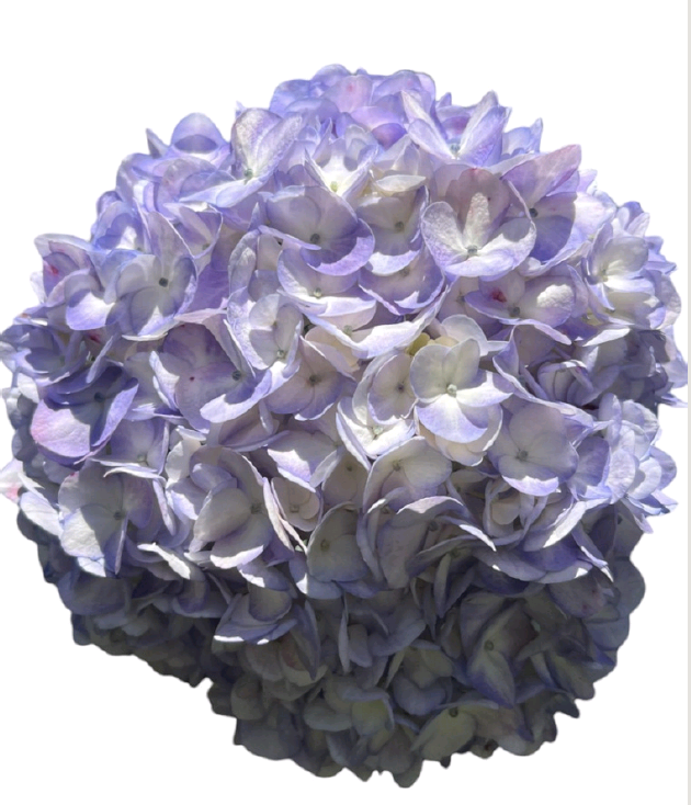 Hydrangea premium lavender