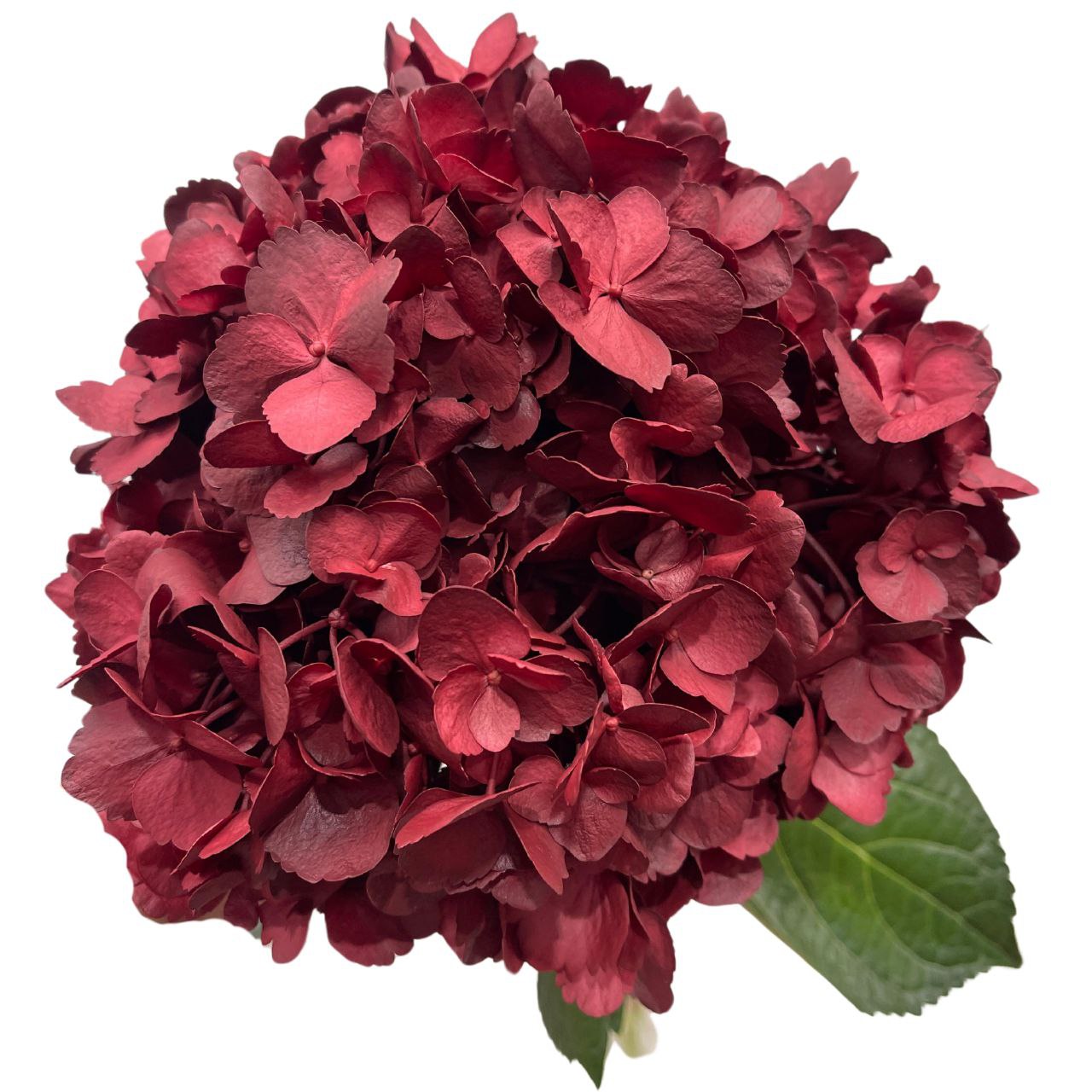 Hydrangea premium burgundy