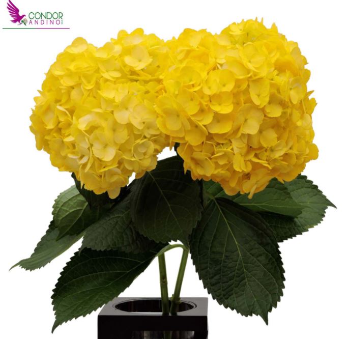 Гидрангия премиум