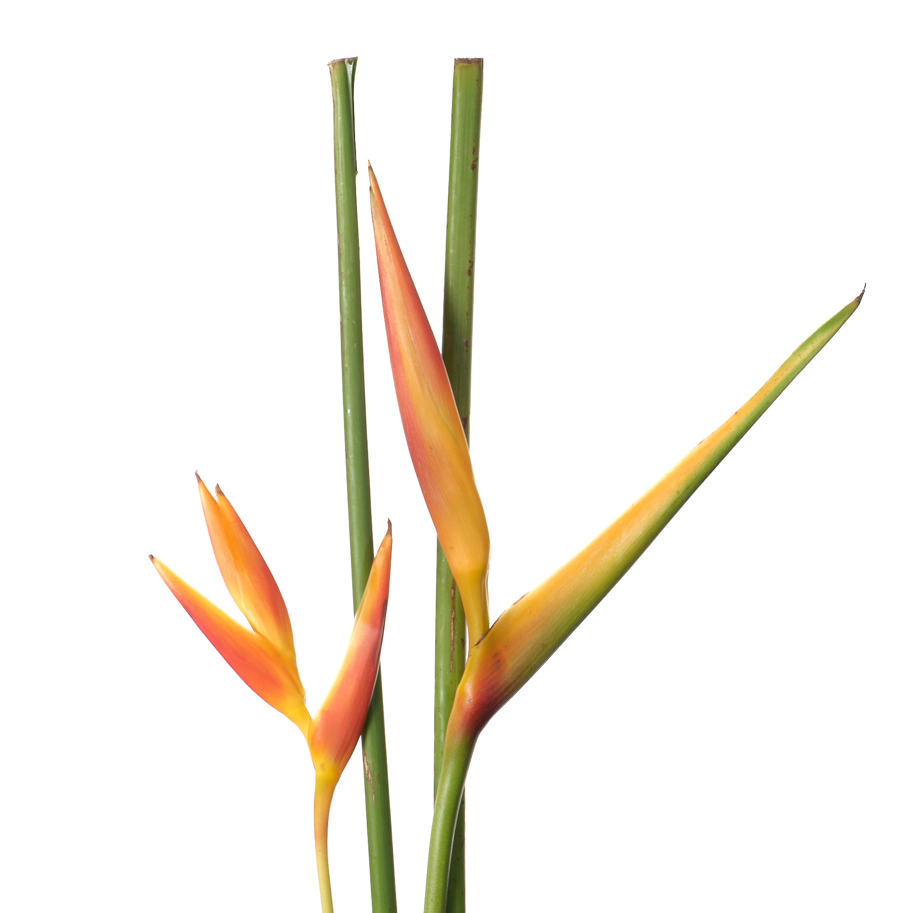 Heliconia opal red