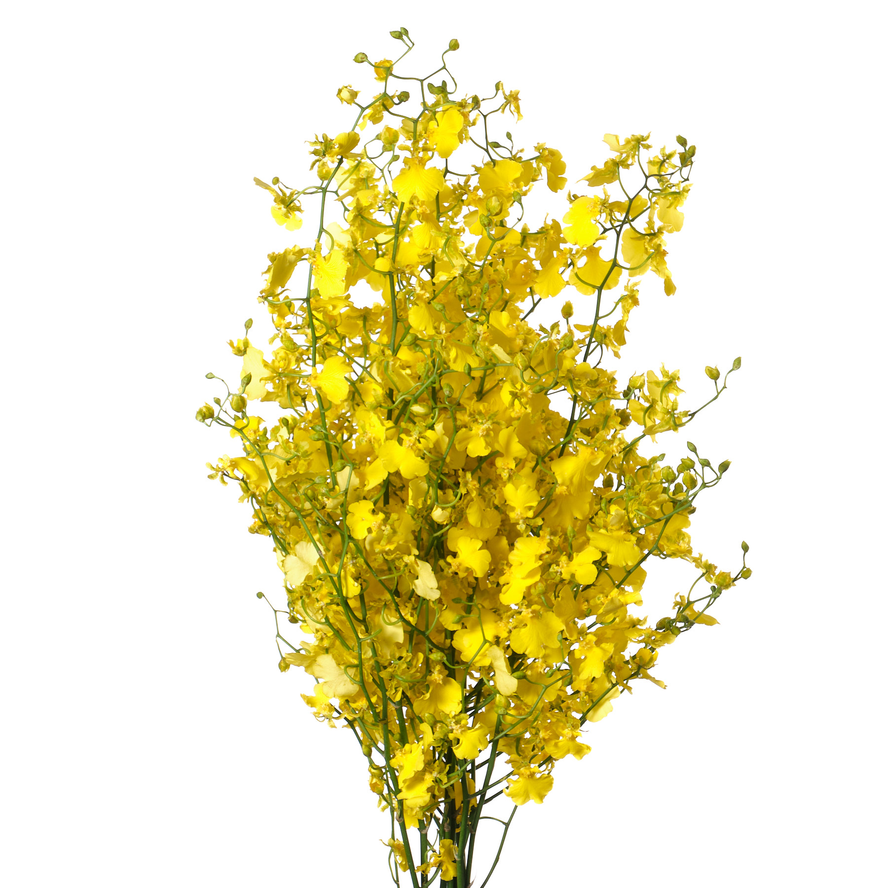 Oncidium gold wish