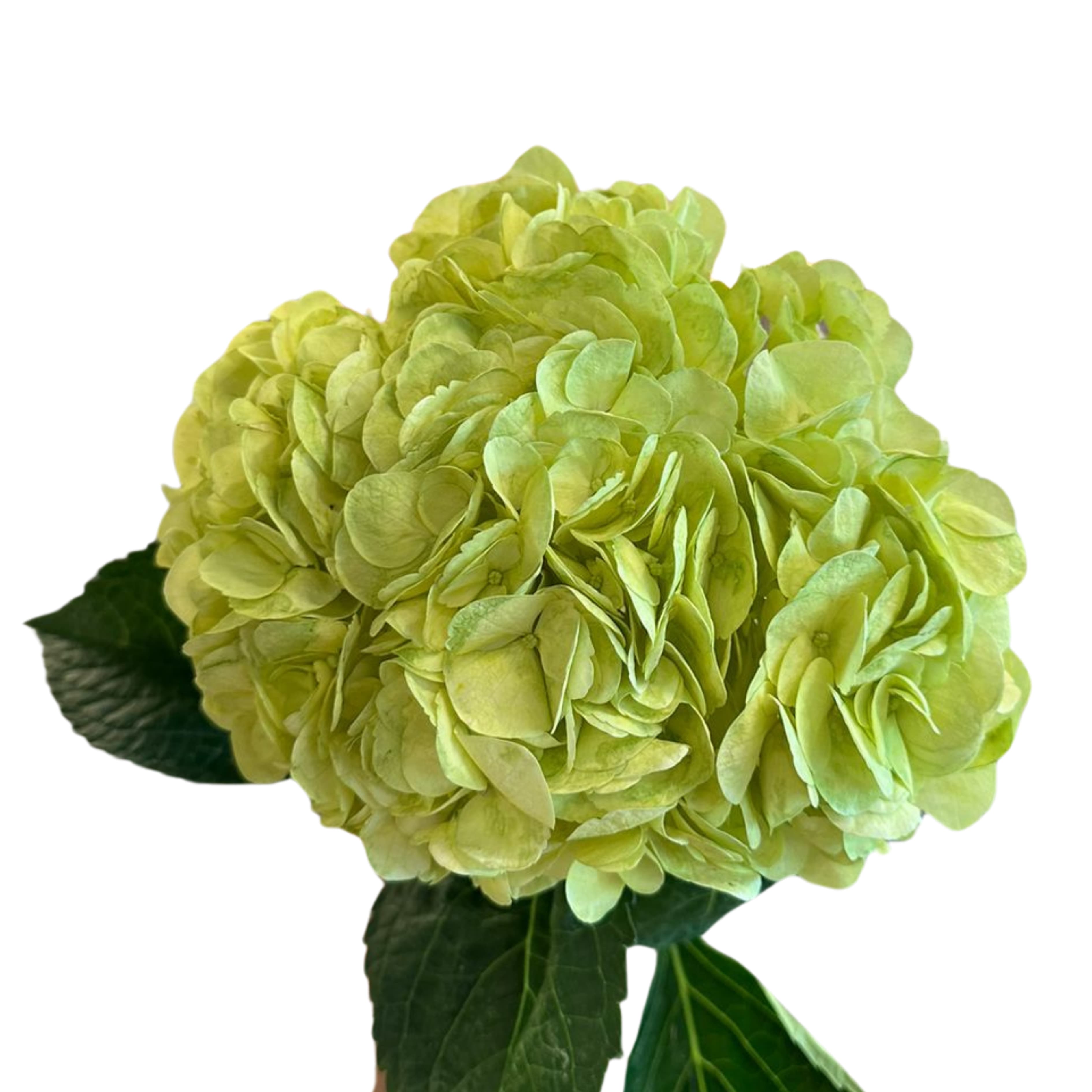 Hydrangea premium lime green