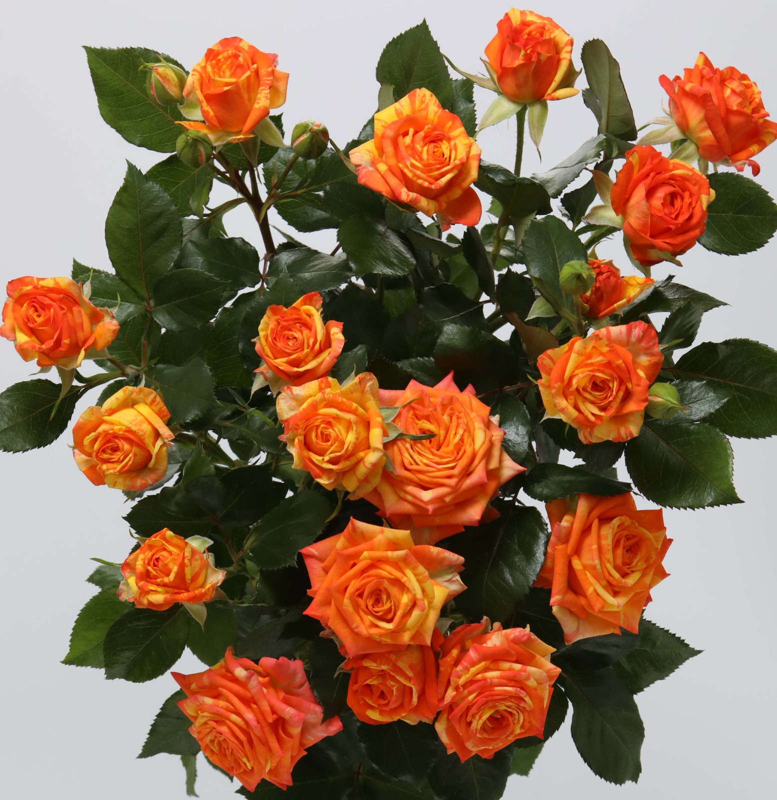 Rose spray orange peps