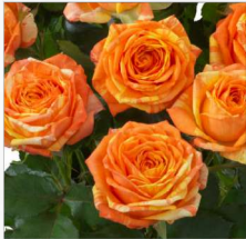 Rose spray orange peps | Wholesale flowers, plants and supplies Rose spray orange peps