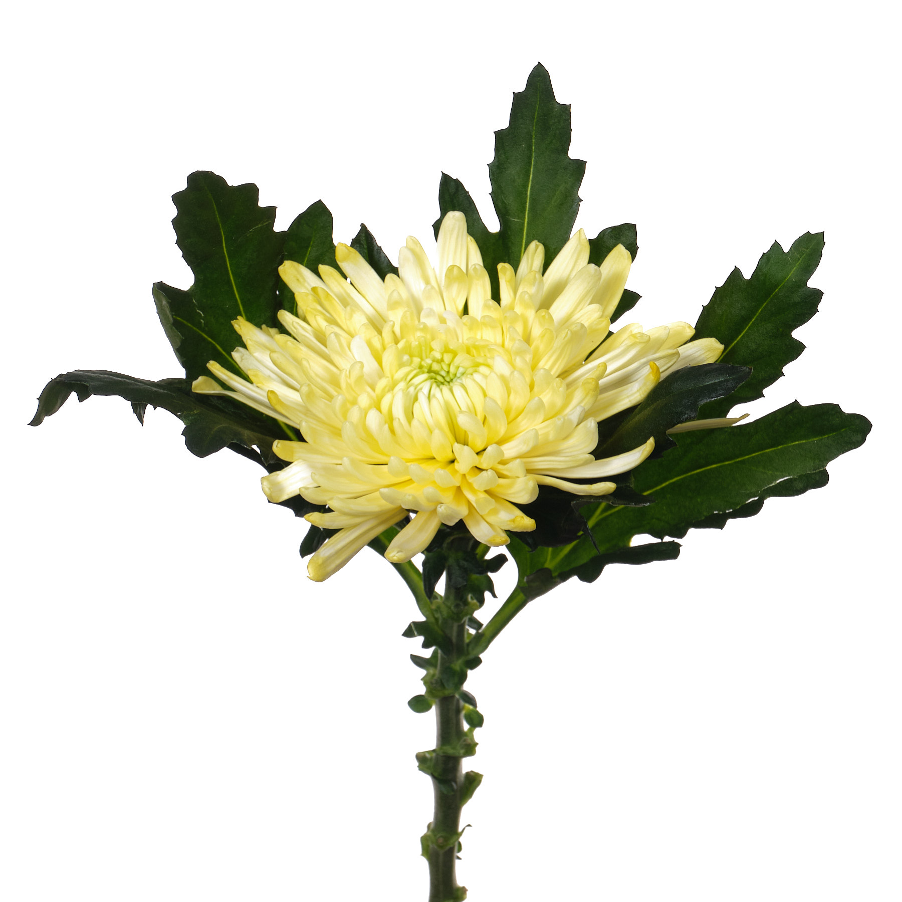 Хризантема однг топспин желтая