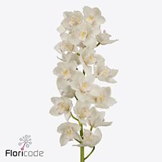 Cymbidium muscle white