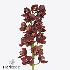 Cymbidium dark castle