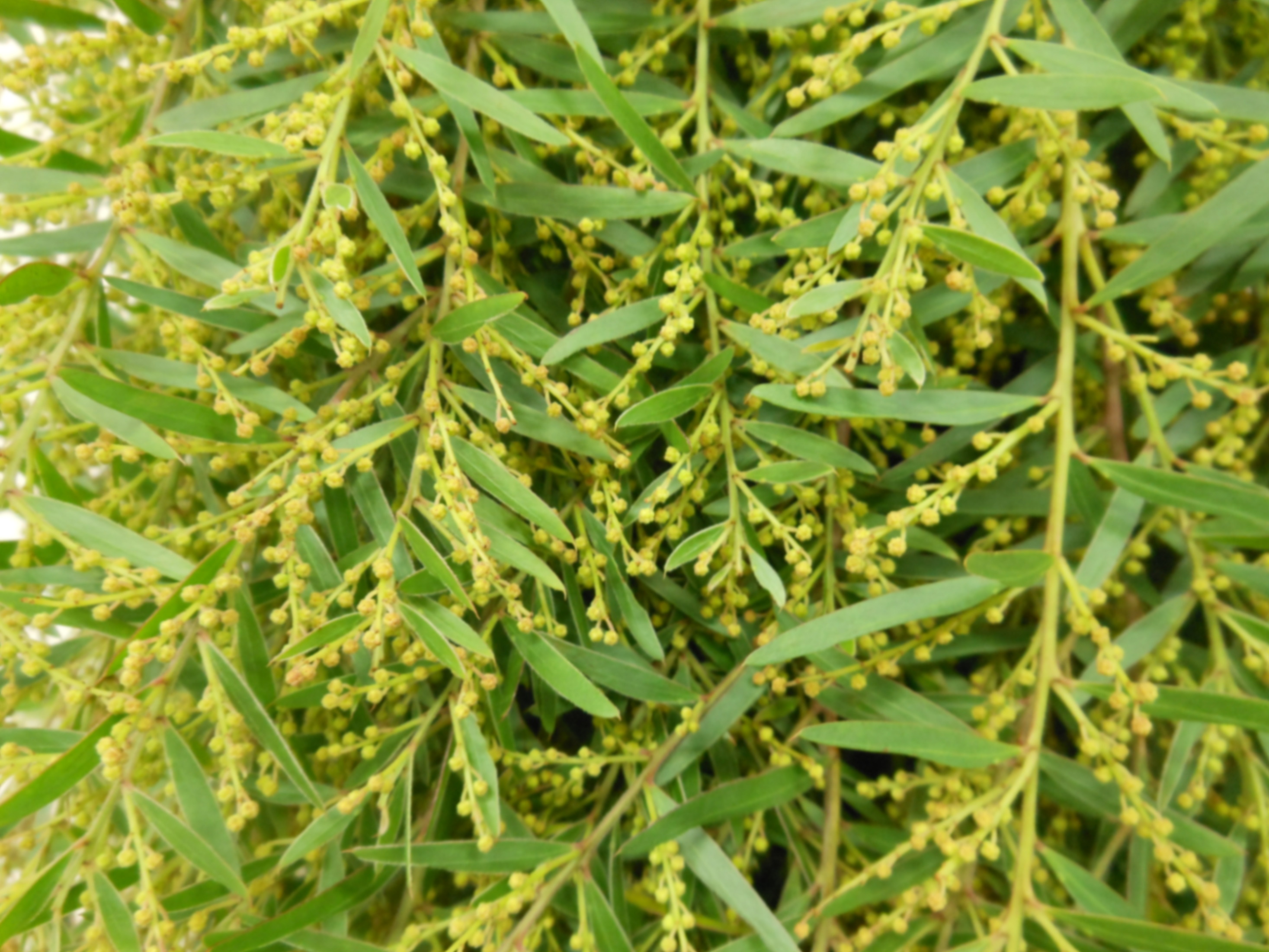 Mimosa claire de lune