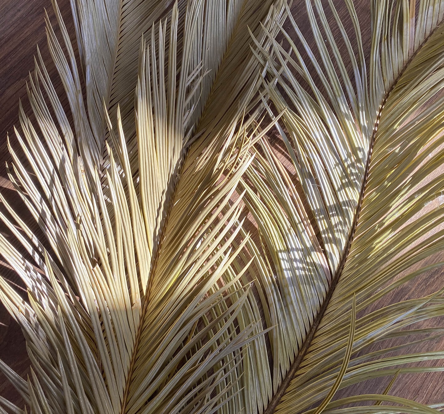 Листья пальм саго выбеленный