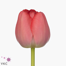 Тюльпан эн пинк прайд в Москве