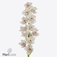 Цимбидиум валента