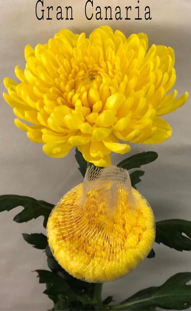 Chrysanthemum single gran canaria 