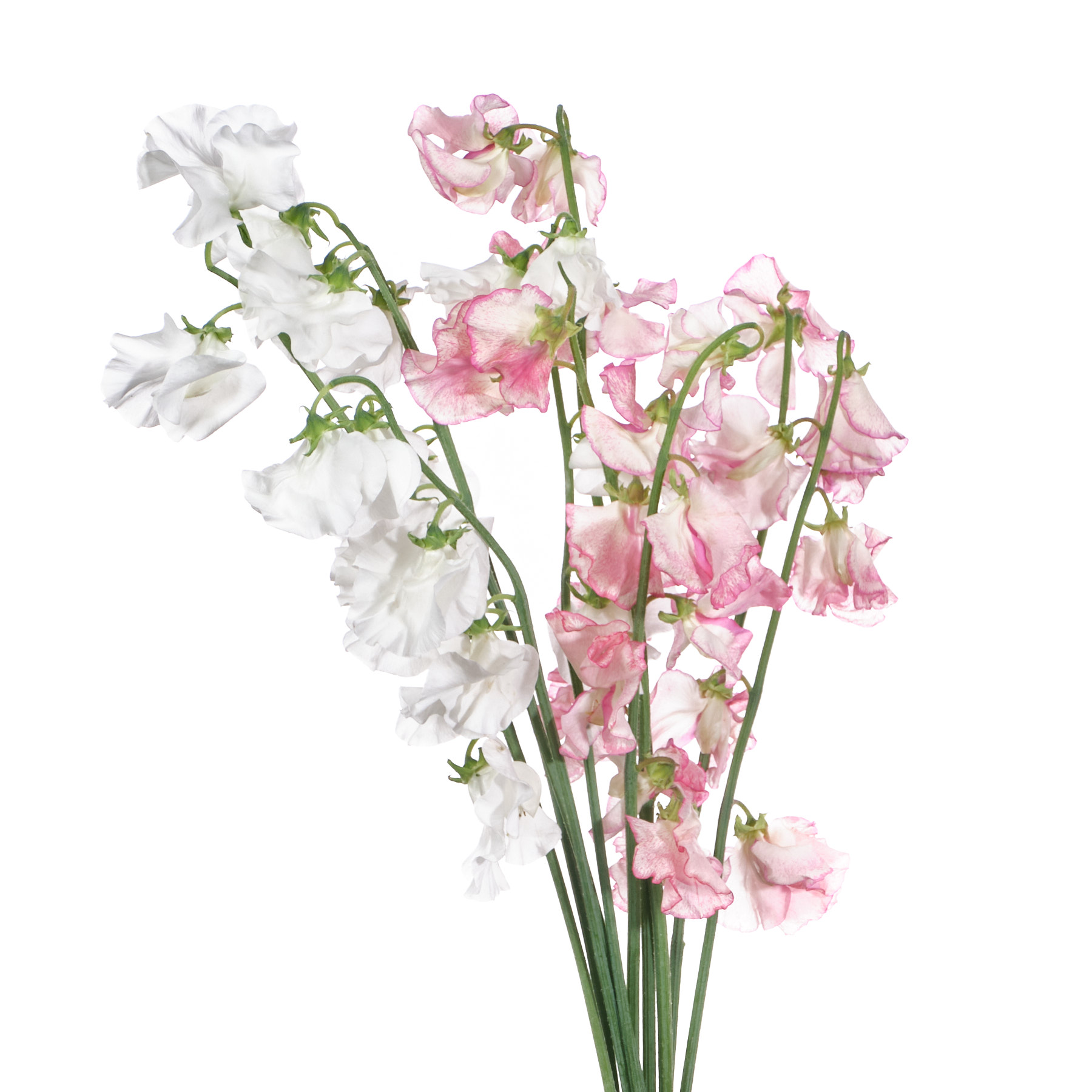 Латирус одоратус микс