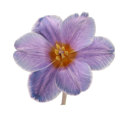 Tulip dyed pastel violet