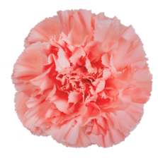Carnation flamingo