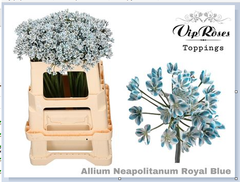 Аллиум неополитанум краш. роял блу в Новосибирске