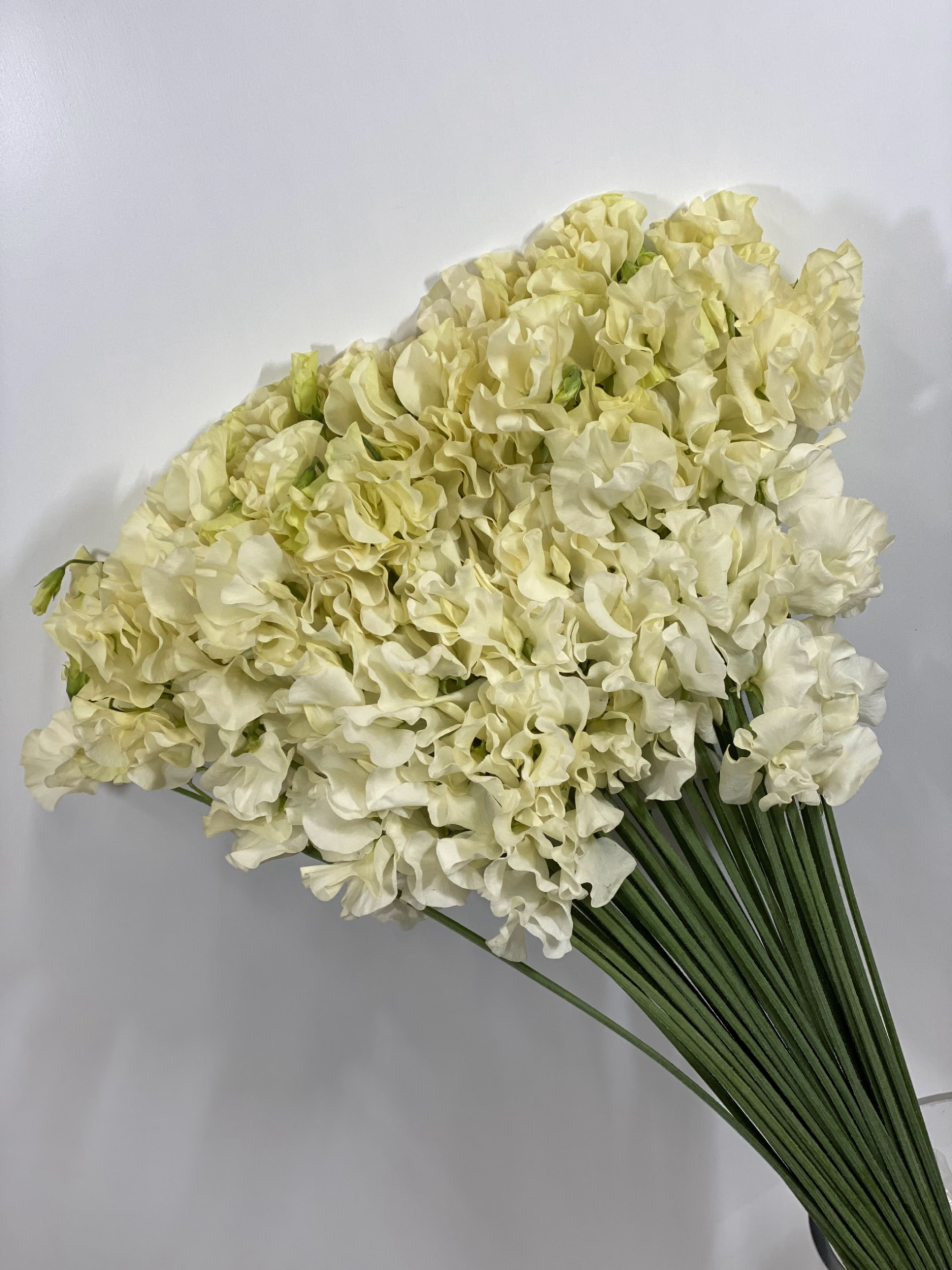 Латирус одоратус стелла в Санкт-Петербурге