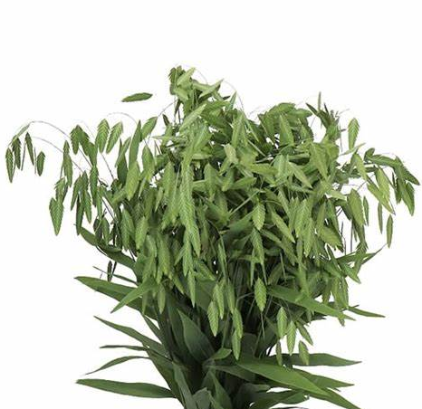 Chasmanthium mantis