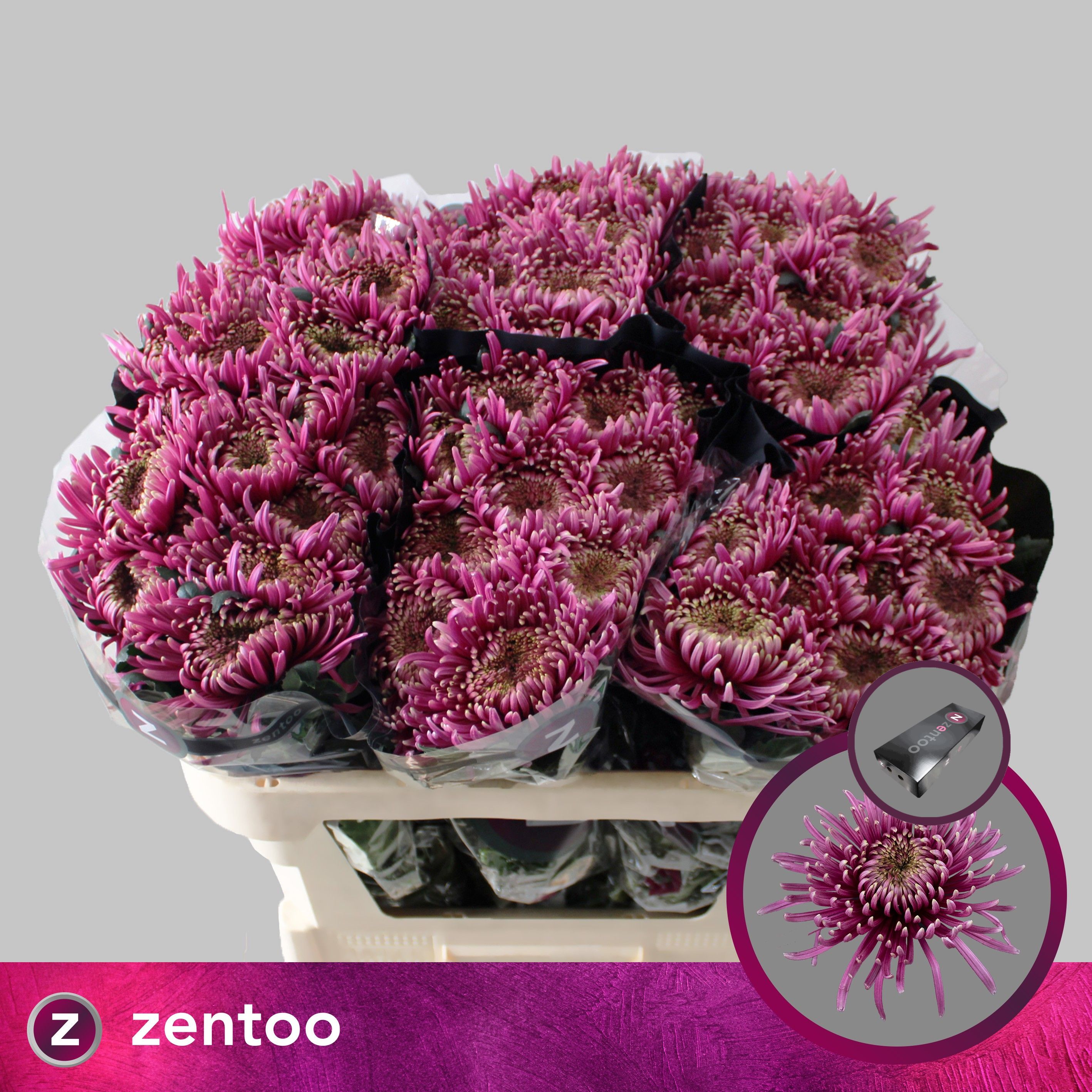 Chrysanthemum single baltazar intense