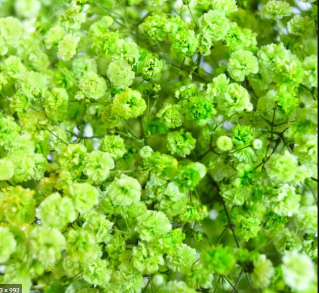 Гипсофила тинтед эпл грин в Москве