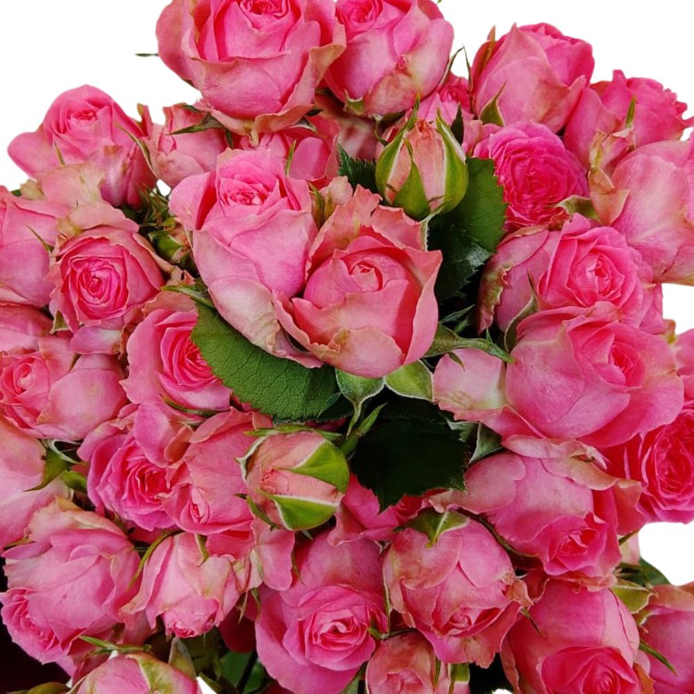 Rose spray elisana