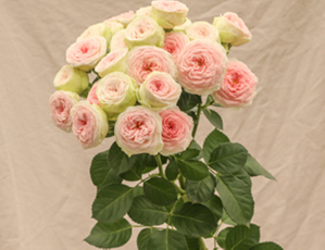 Rose spray zoroastra | Wholesale flowers, plants and supplies Rose spray zoroastra