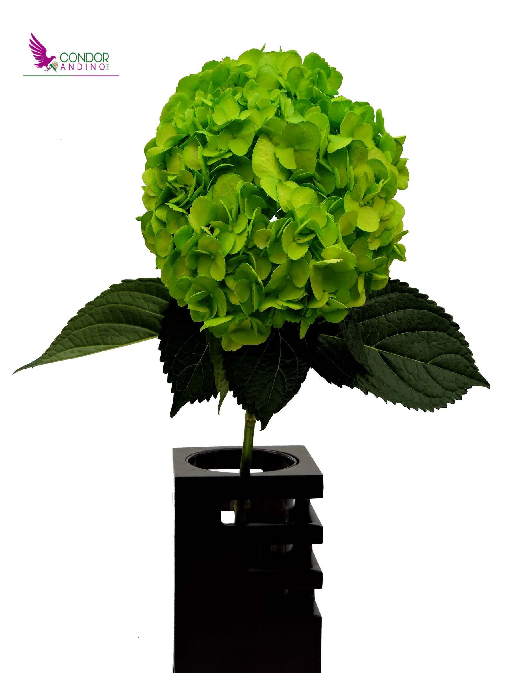 Hydrangea premium tinted green