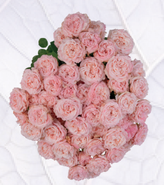 Rose spray chick flow | Wholesale flowers, plants and supplies Rose spray chick flow