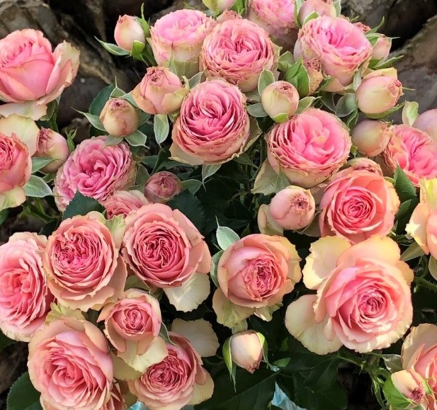 Rose spray miou miou