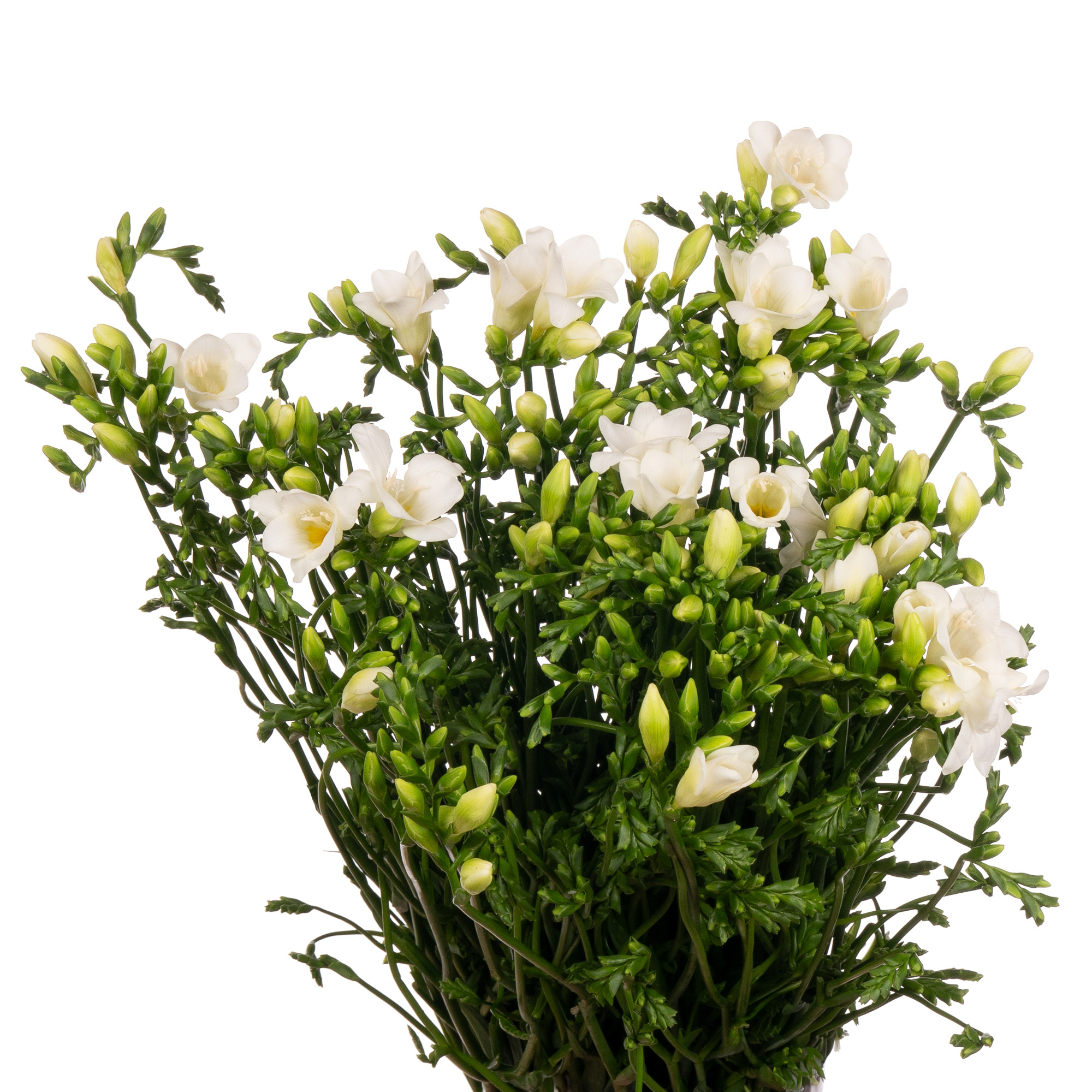 Фрезия эн авеню