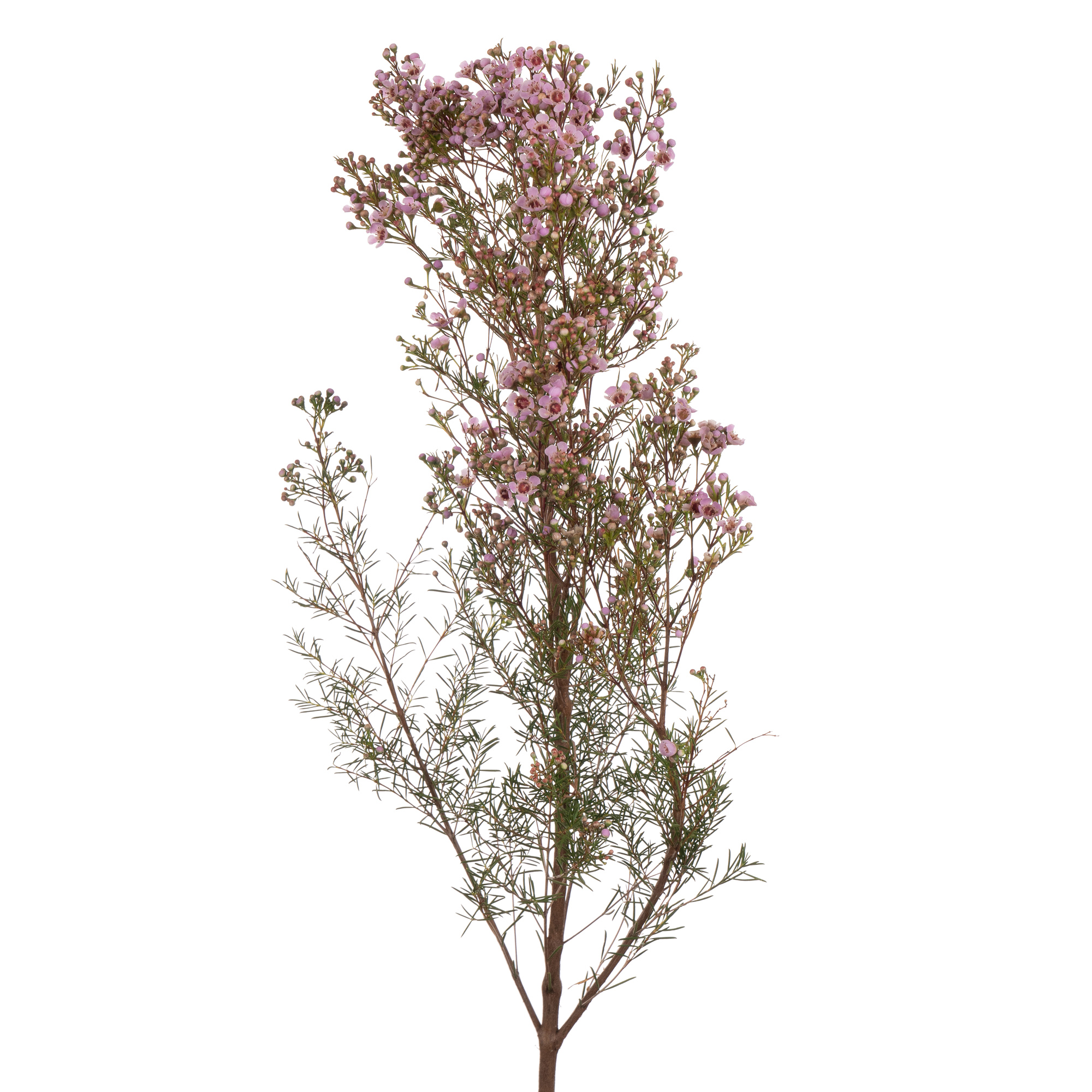 Хамелациум титан в Москве