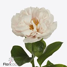 Пион блашинг принцес