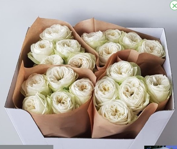 Роза гр марбл арч в Санкт-Петербурге