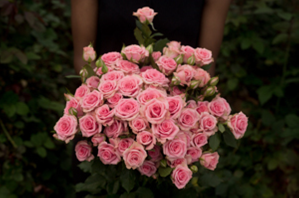 Rose spray flavia