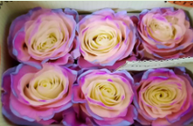 Роза краш. однг розово-фиолетовая