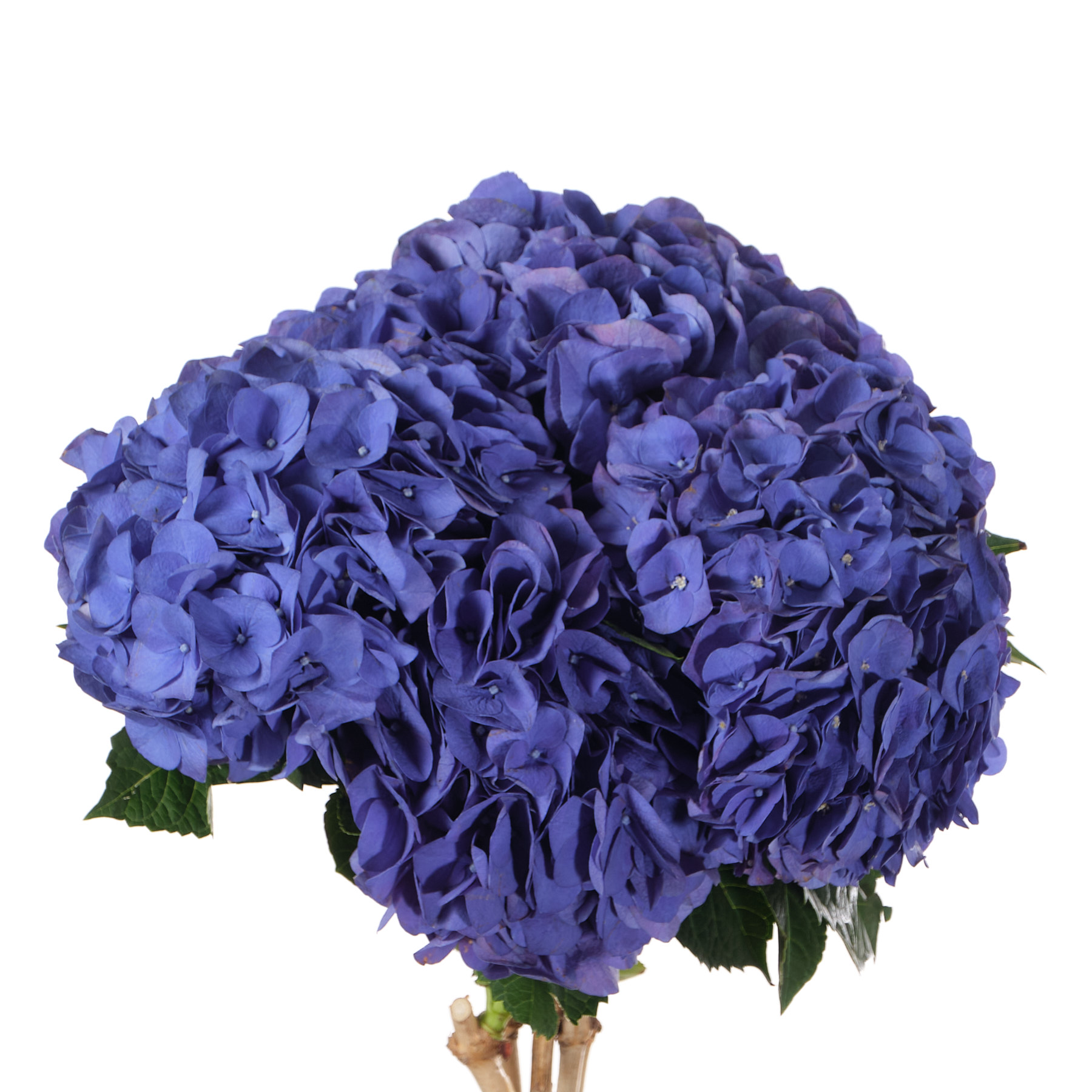 Hydrangea palermo