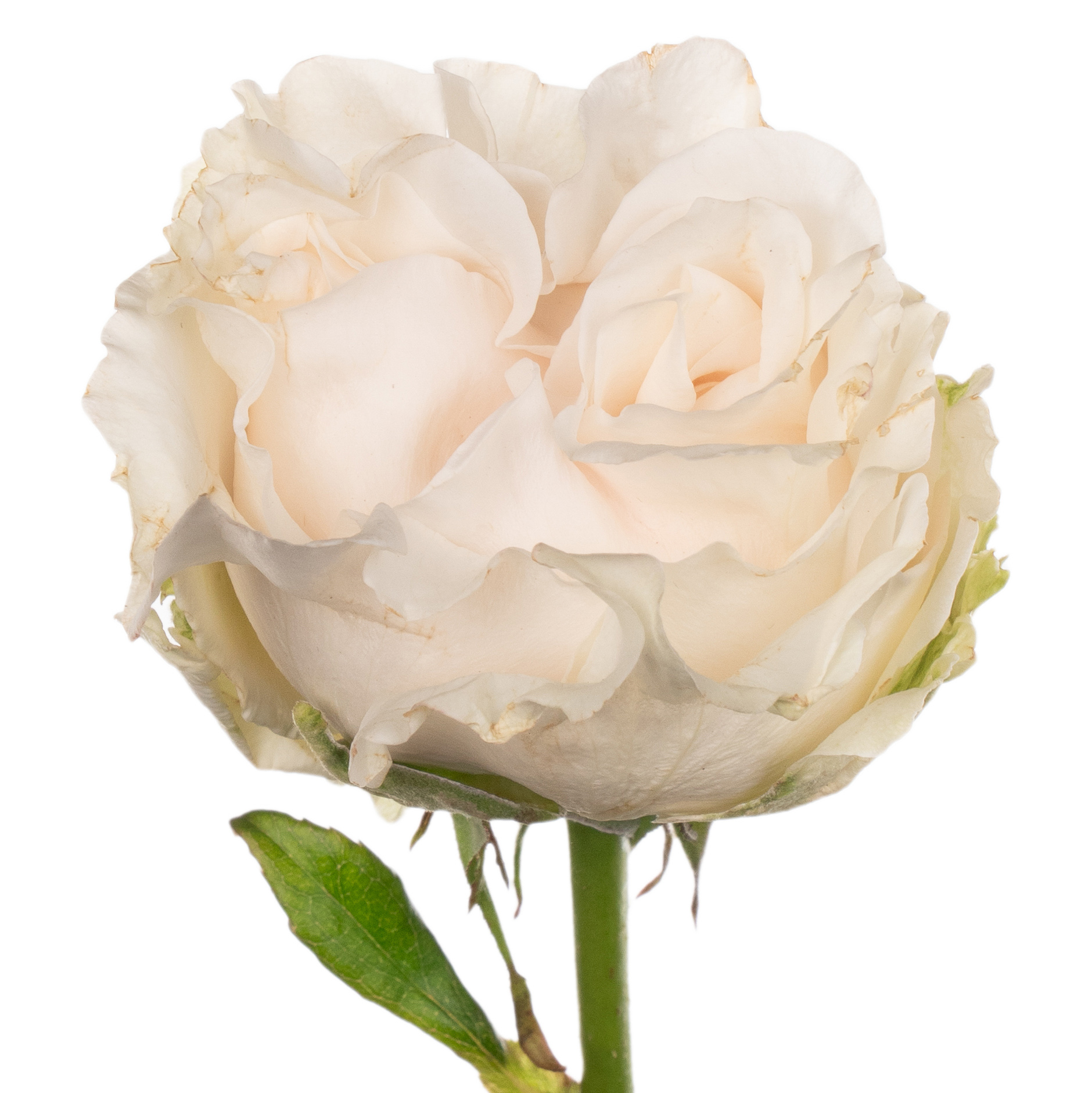 Rose cotton expression