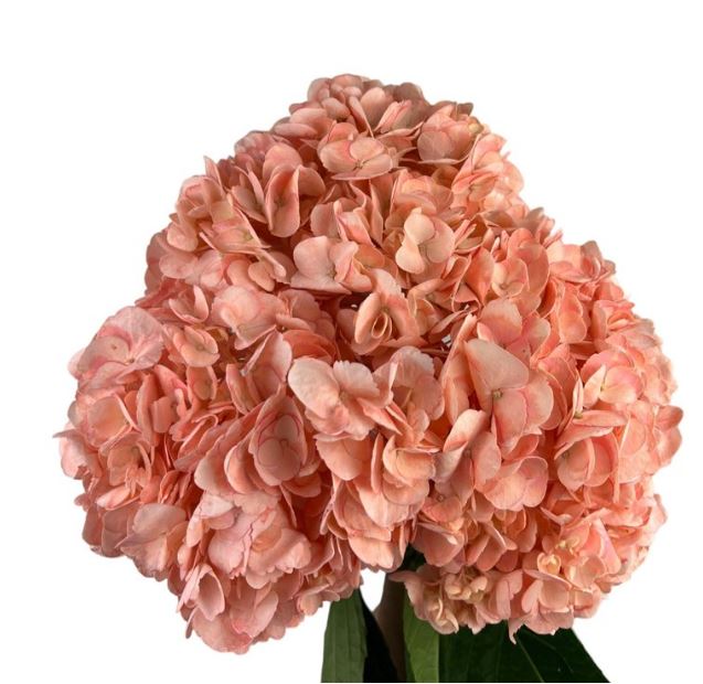 Hydrangea premium peach