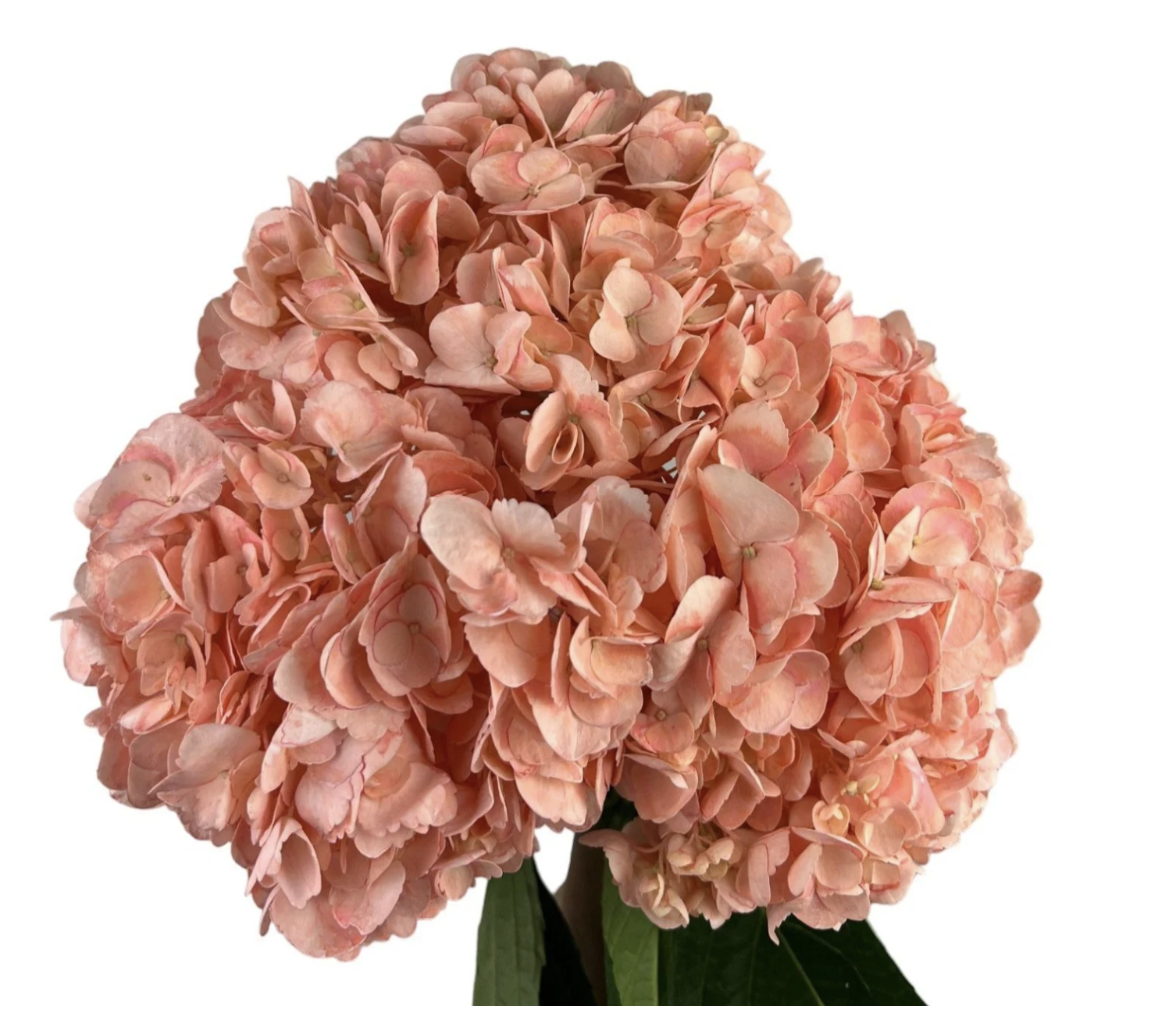 Hydrangea premium peach
